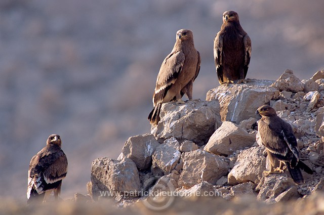 Steppe Eagle (Aquila nipalensis) - Aigle des Steppes (10984)