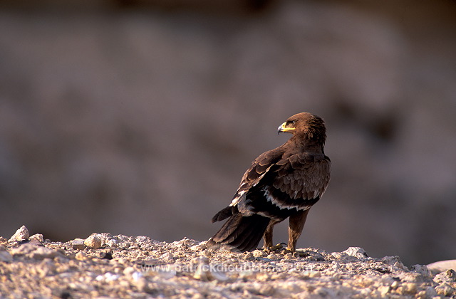 Steppe Eagle (Aquila nipalensis) - Aigle des Steppes (10986)