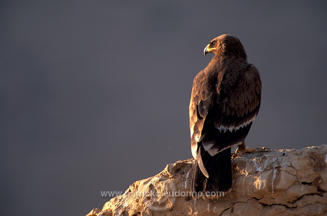 Steppe Eagle (Aquila nipalensis) - Aigle des Steppes (10987)