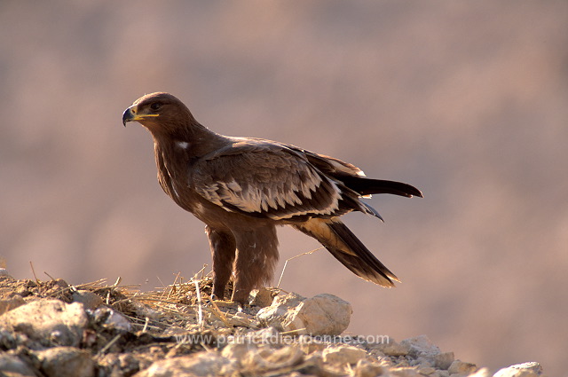 Steppe Eagle (Aquila nipalensis) - Aigle des Steppes (10989)