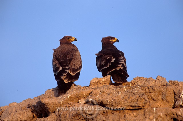 Steppe Eagle (Aquila nipalensis) - Aigle des Steppes (10990)
