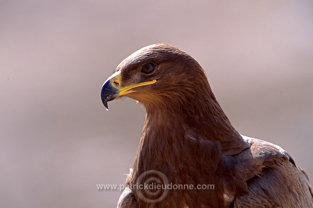 Steppe Eagle (Aquila nipalensis) - Aigle des Steppes (10992)