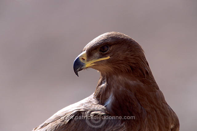 Steppe Eagle (Aquila nipalensis) - Aigle des Steppes (10993)