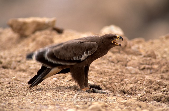 Steppe Eagle (Aquila nipalensis) - Aigle des Steppes (10995)