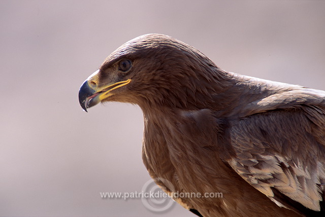 Steppe Eagle (Aquila nipalensis) - Aigle des Steppes (10996)