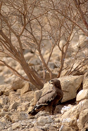 Steppe Eagle (Aquila nipalensis) - Aigle des Steppes -  20738