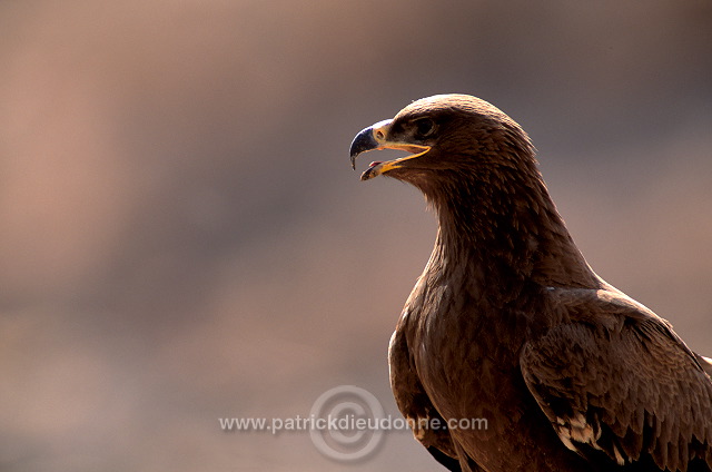 Steppe Eagle (Aquila nipalensis) - Aigle des Steppes (10983)