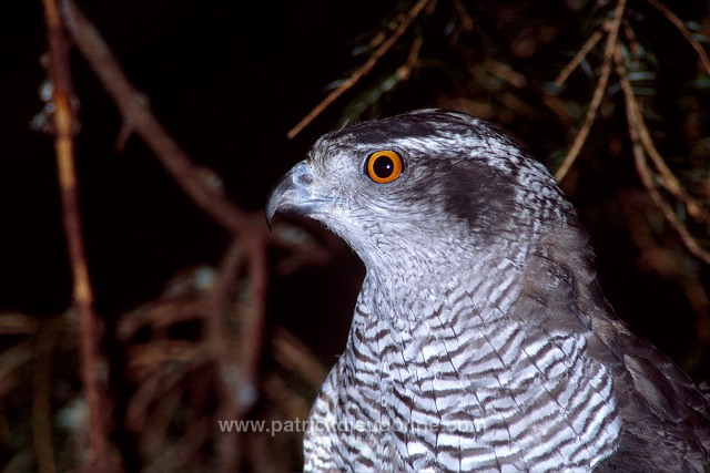 Goshawk (Accipiter gentilis) - Autour des palombes - 20739