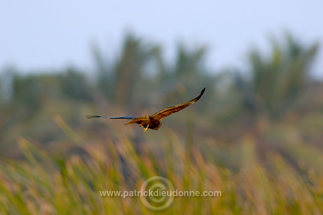 Marsh Harrier (Circus aeruginosus) - Busard des roseaux 10702