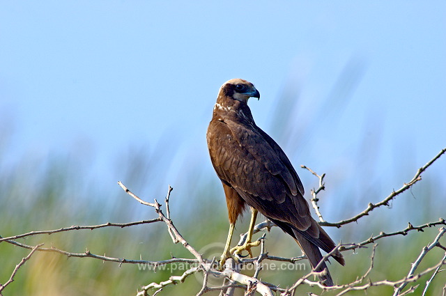 Marsh Harrier (Circus aeruginosus) - Busard des roseaux 10703