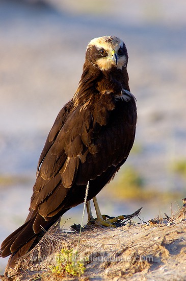 Marsh Harrier (Circus aeruginosus) - Busard des roseaux 10705