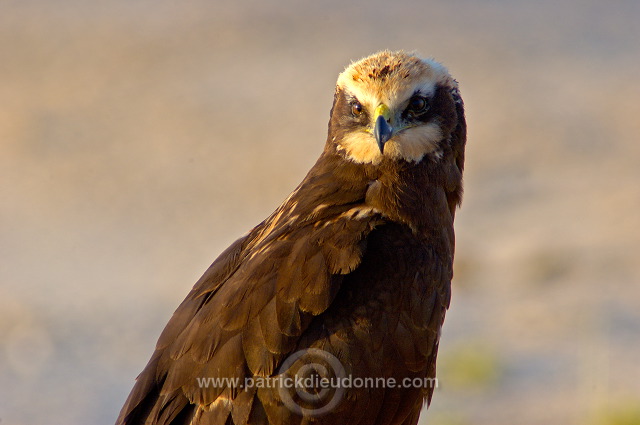 Marsh Harrier (Circus aeruginosus) - Busard des roseaux 10707