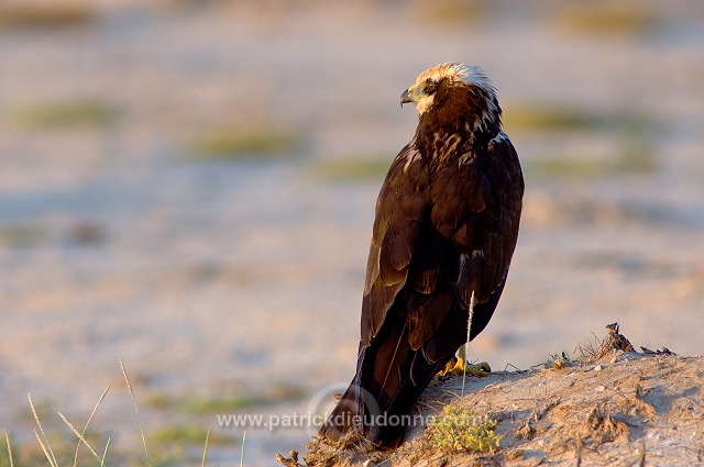 Marsh Harrier (Circus aeruginosus) - Busard des roseaux 10708