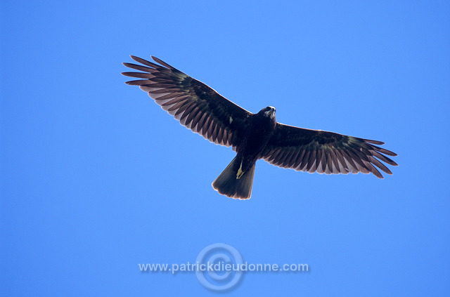 Marsh Harrier (Circus aeruginosus) - Busard des roseaux 11039