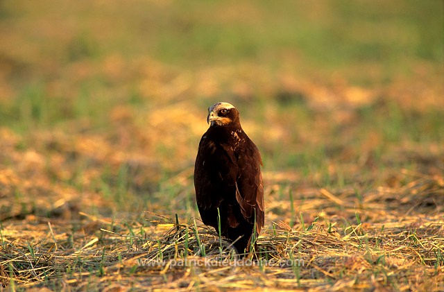 Marsh Harrier (Circus aeruginosus) - Busard des roseaux 11041