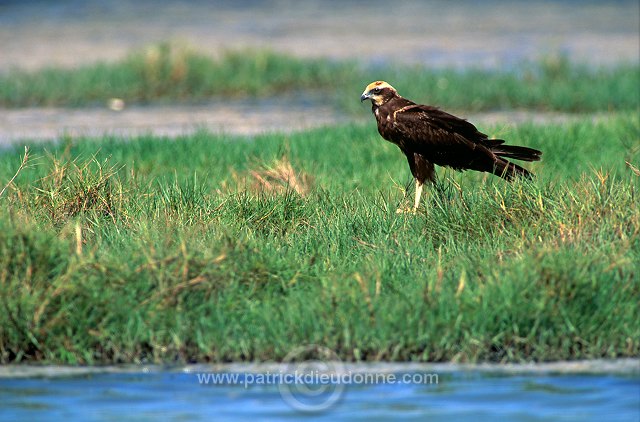 Marsh Harrier (Circus aeruginosus) - Busard des roseaux 11042