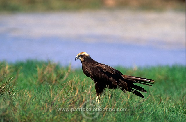 Marsh Harrier (Circus aeruginosus) - Busard des roseaux 11043