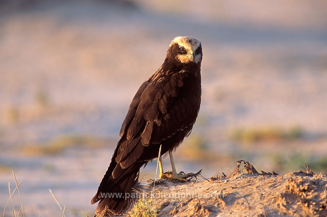 Marsh Harrier (Circus aeruginosus) - Busard des roseaux 11045