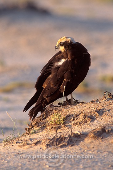 Marsh Harrier (Circus aeruginosus) - Busard des roseaux 11047