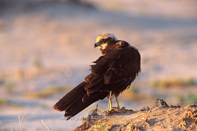 Marsh Harrier (Circus aeruginosus) - Busard des roseaux 11049