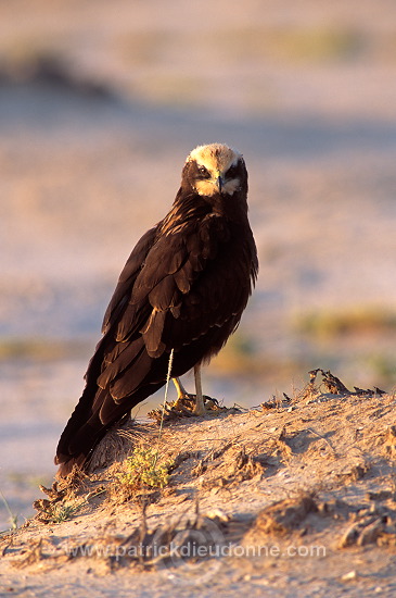 Marsh Harrier (Circus aeruginosus) - Busard des roseaux 11051