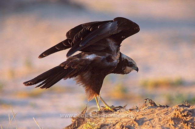 Marsh Harrier (Circus aeruginosus) - Busard des roseaux 11053