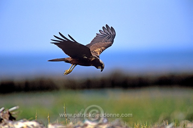 Marsh Harrier (Circus aeruginosus) - Busard des roseaux - 20740