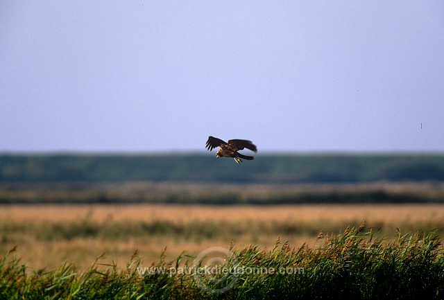 Marsh Harrier (Circus aeruginosus) - Busard des roseaux - 20741