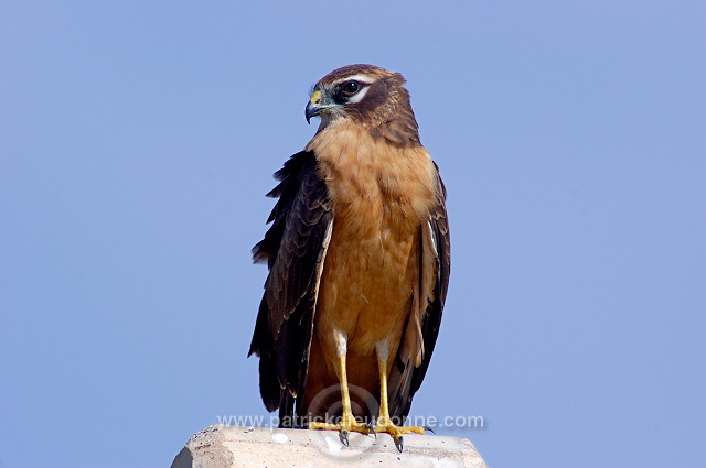 Montagu's Harrier (Circus pygargus) - Busard cendré  10709