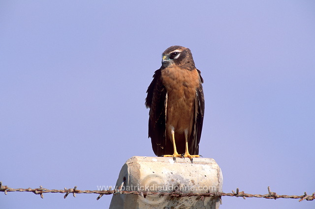 Montagu's Harrier (Circus pygargus) - Busard cendré  11054