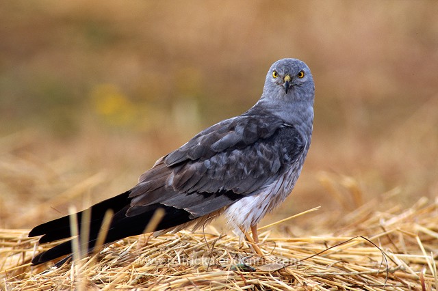 Montagu's Harrier (Circus pygargus) - Busard cendre - 20742