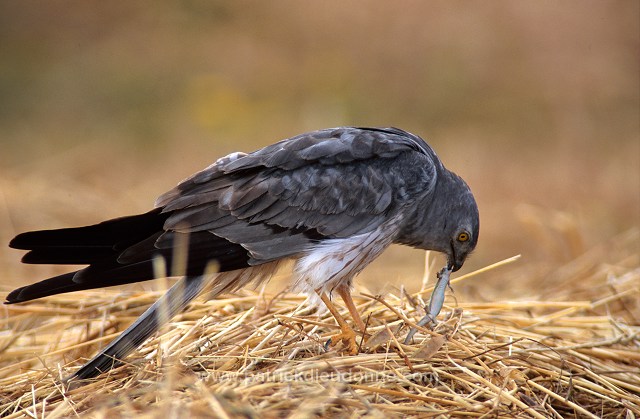 Montagu's Harrier (Circus pygargus) - Busard cendre - 20744