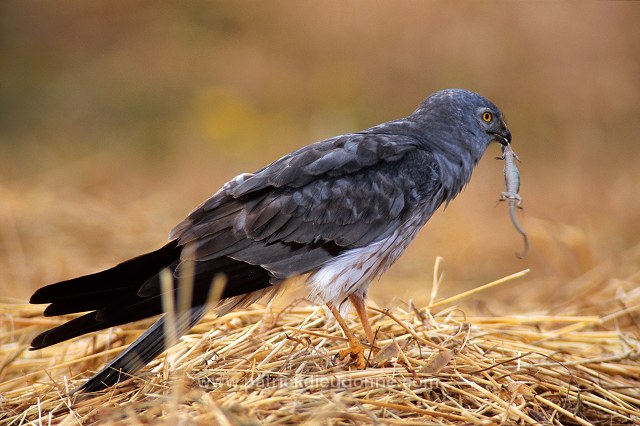 Montagu's Harrier (Circus pygargus) - Busard cendre - 20745