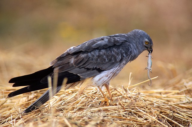 Montagu's Harrier (Circus pygargus) - Busard cendre - 20746