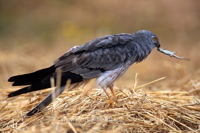 Montagu's Harrier (Circus pygargus) - Busard cendre - 20747