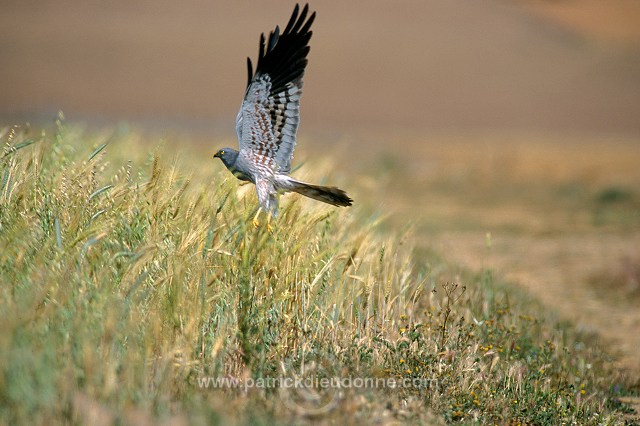 Montagu's Harrier (Circus pygargus) - Busard cendre - 20748