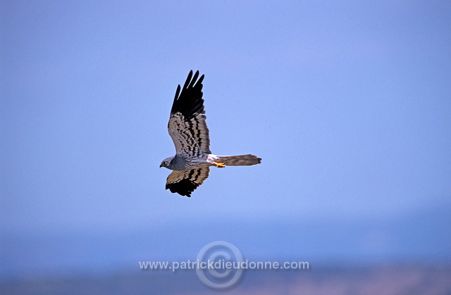 Montagu's Harrier (Circus pygargus) - Busard cendre - 20749