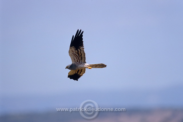 Montagu's Harrier (Circus pygargus) - Busard cendre - 20750