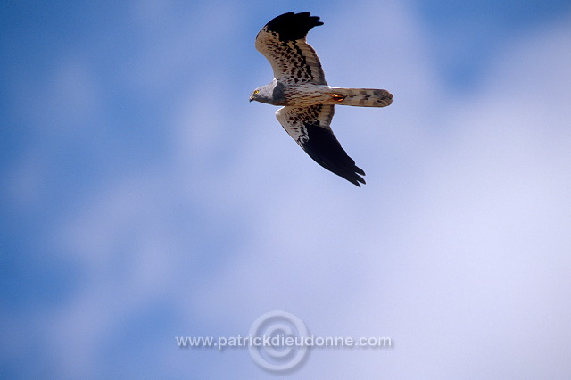 Montagu's Harrier (Circus pygargus) - Busard cendre - 20751