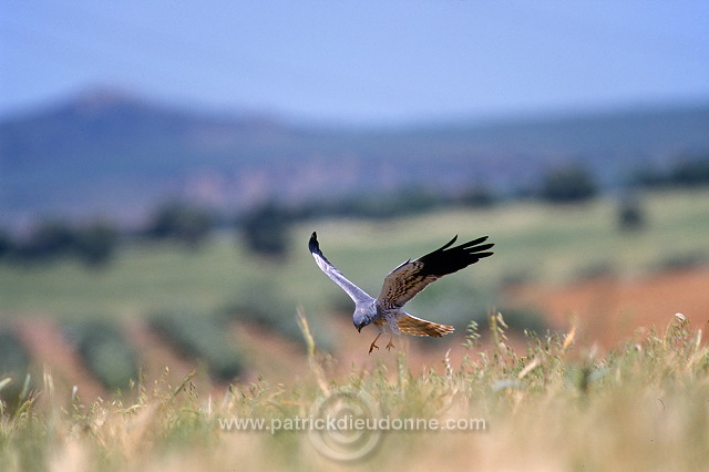 Montagu's Harrier (Circus pygargus) - Busard cendre - 20752