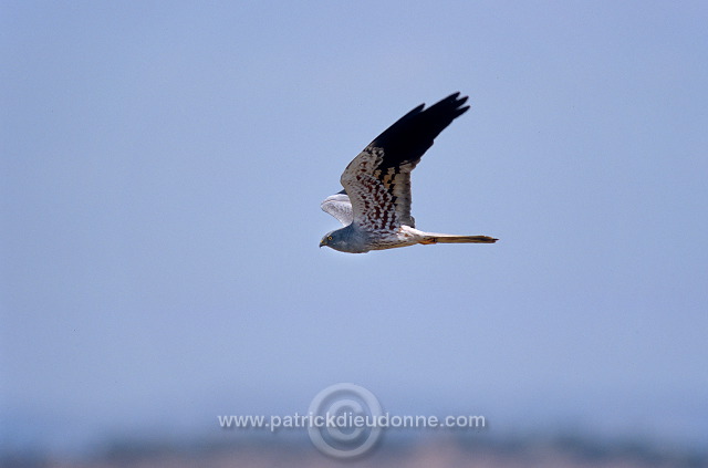 Montagu's Harrier (Circus pygargus) - Busard cendre - 20753