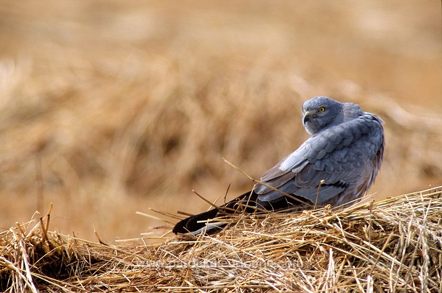 Montagu's Harrier (Circus pygargus) - Busard cendre - 20754