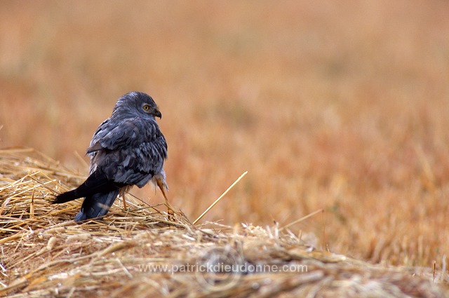 Montagu's Harrier (Circus pygargus) - Busard cendre - 20755