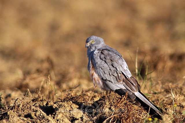 Montagu's Harrier (Circus pygargus) - Busard cendre - 20756