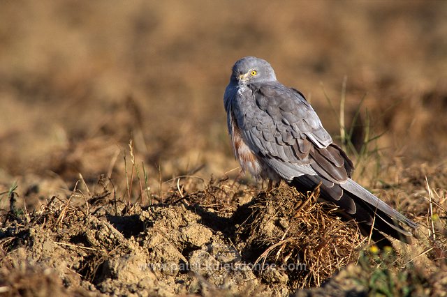 Montagu's Harrier (Circus pygargus) - Busard cendre - 20757