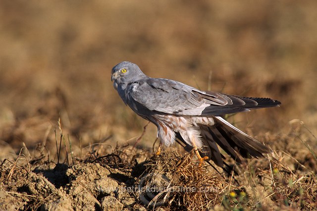 Montagu's Harrier (Circus pygargus) - Busard cendre - 20758