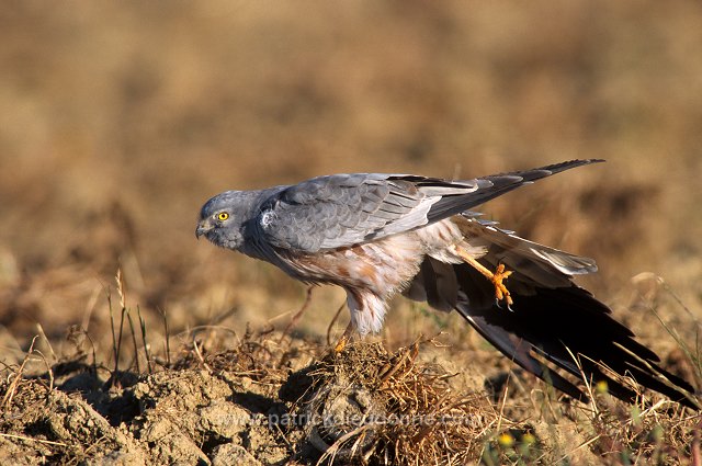 Montagu's Harrier (Circus pygargus) - Busard cendre - 20759