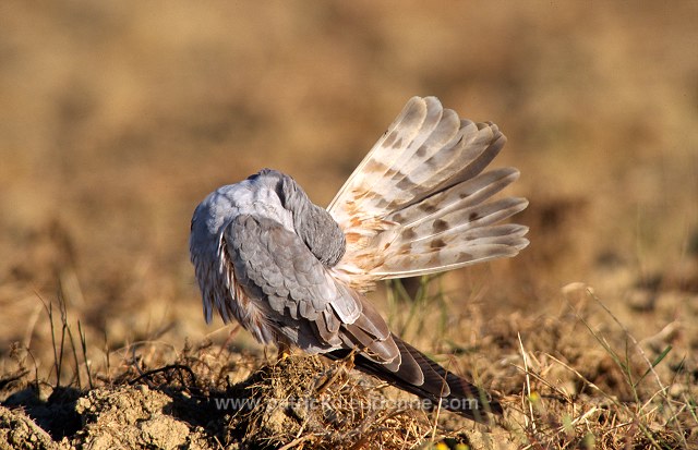 Montagu's Harrier (Circus pygargus) - Busard cendre - 20760