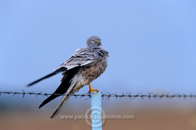 Montagu's Harrier (Circus pygargus) - Busard cendre - 20761