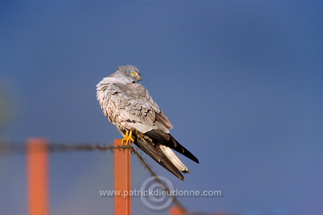 Montagu's Harrier (Circus pygargus) - Busard cendre - 20762